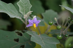 Solanum violaceum